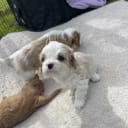 Cavalier king Charles spaniel/maltes