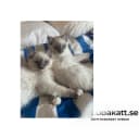 Ragdoll