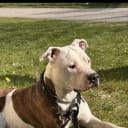 American bully