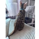 Bengal
