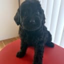 Labradoodle