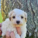 Maltipoo