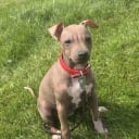 American hairless terrier