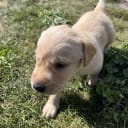 Labrador retriever