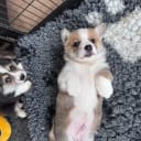 Welsh Corgi Pembroke