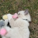 Ragdoll
