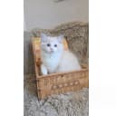 Ragdoll