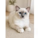 Ragdoll