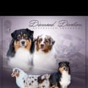 Australian shepherd