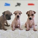 American Hairless Terrier
