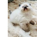 Ragdoll