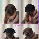 Miniature Pinscher