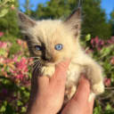 Ragdoll