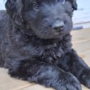Labradoodle