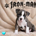 American staffordshire terrier