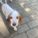 Engelsk setter