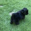 Tibetan Spaniel
