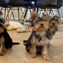 Yorkshireterrier