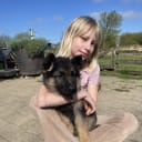 Tysk Schäferhund