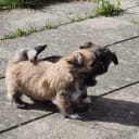 Lhasa apso