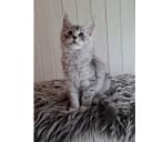 Maine Coon