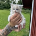 Ragdoll