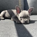 Fransk bulldogg