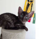 Egyptian Mau