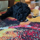 Cockerpoo