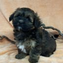 Havanese