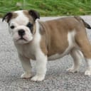 Engelsk bulldogg