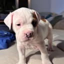 American staffordshire terrier