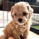 Shihpoo