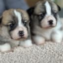 Welsh Corgi Pembroke