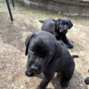 Labrador retriever
