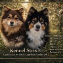 Finnish Lapphund