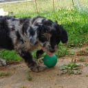 Aussiedoodle