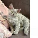 Selkirk Rex långhår