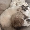 Ragdoll