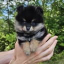 Pomeranian