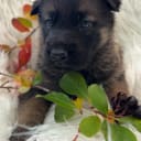 Tysk Schäferhund