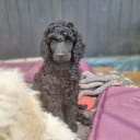 Standard Poodle