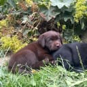 Labrador retriever