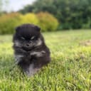 Pomeranian