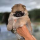 Pomeranian