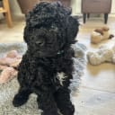 Pugotto_Pudelmix