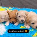 Maltipoo