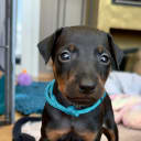 Manchesterterrier