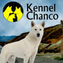 Kanaanhund