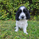 Engelsk springer spaniel